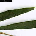 SpeciesSub: subsp. cerasiformis